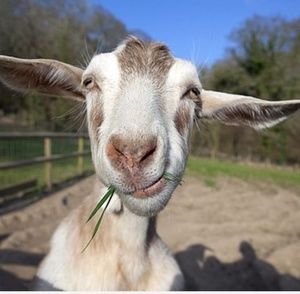 Meet your Posher, Pat